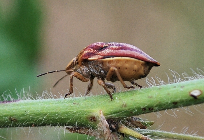 Scutelleridae: Odontotarsus purpureolineatus